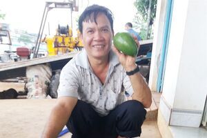 Cây bơ nhả vàng