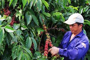 Giá nông sản hôm nay: Cà phê lên 47.200 đ/kg, hồ tiêu đì đẹt