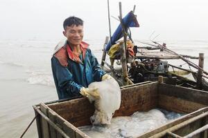 Bỗng nhiên sứa biến thành 'vàng', mang về nguồn thu hơn 100 tỷ đồng