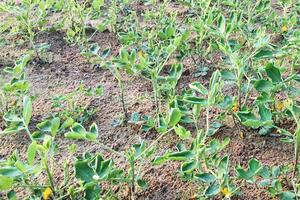 Bệnh lạ trên lạc tại Nghi Lộc, Nghệ An