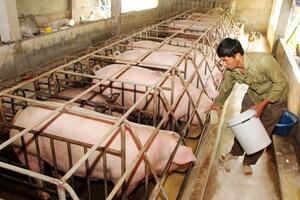 Giá nông sản hôm nay 17.4: Giá lợn toàn cầu giảm, nông dân còn lỗ