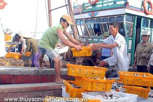 Biển miền Trung rộn ràng tôm cá