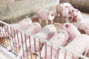 Bốn giải pháp trước mắt "giải cứu" đàn lợn tồn trong dân của Bộ Công Thương