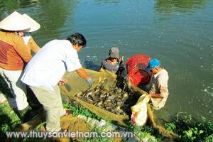 Quảng Nam: Nuôi cá rô đầu vuông kết hợp cá trê vàng