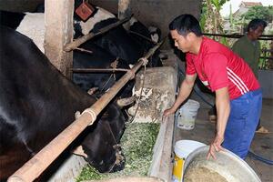 Nuôi bò sữa nông hộ mang lại thu nhập hàng trăm triệu/năm