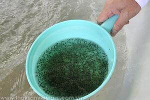 Quảng Bình: Huyện Quảng Trạch đã thả nuôi 16 triệu con tôm giống