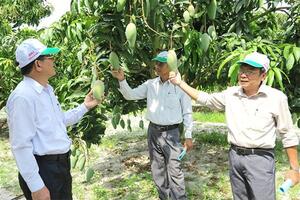 Giới thiệu giống điều mới và mô hình tưới tiết kiệm