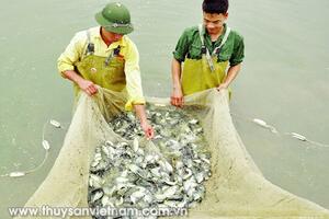 Hội Nghề cá Quảng Ninh: Tích cực “hòa mình vào biển lớn”