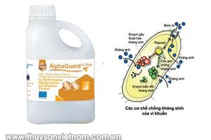 AlphaGuard*L Plus thay thế kháng sinh trong nuôi trồng thủy sản