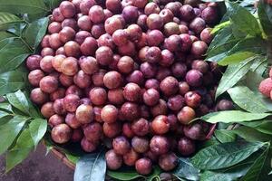 Mận Bắc vào Nam giá đắt bằng 2kg thịt lợn