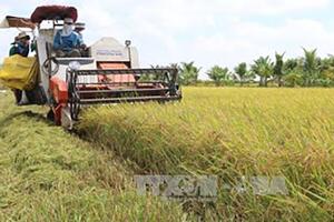Năng suất lúa Đồng bằng sông Cửu Long đạt gần 63 tạ/ha