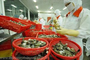 Trong Qúy 1/2017, Việt Nam xuất khẩu tôm sang 68 thị trường, tăng so với 64 thị trường của cùng kỳ năm 2016