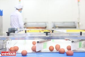Cận cảnh mẻ trứng gà đầu tiên từ nhà máy 800 tỷ đồng
