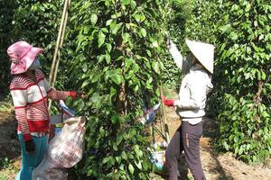 Giá nông sản hôm nay 16.5: Tiêu còn dưới 90.000đ/kg và sẽ giảm nữa?