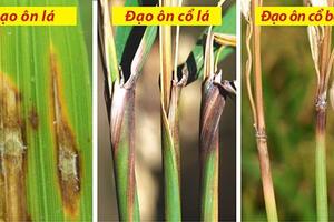Những dịch bệnh hại cần chú ý trong tuần (từ 15 - 21/5)