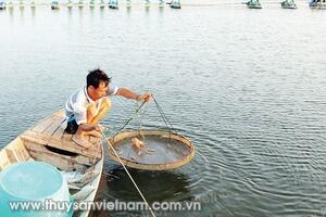 Mở đường tín dụng cho tôm