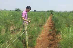 Cầm chắc 200 triệu đồng/năm từ 5 sào măng tây xanh