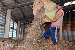 Nghề lạ: Phơi cá phân thu lãi 15 triệu/tháng