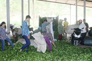 Sức sống ở làng thanh niên lập nghiệp: Những triệu phú vùng biên