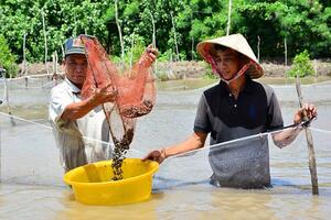 Về xứ U Minh xem mô hình trên rừng, dưới sò, “mò” tiền tỷ