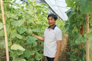 Trồng dưa lưới trong nhà kính, lợi nhiều mặt