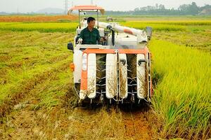 Các địa phương thu hoạch lúa đông xuân, triển khai sản xuất vụ hè thu