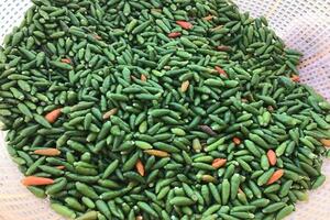 300.000 đồng/kg, ớt nhà chỉ 2.000 đ/kg