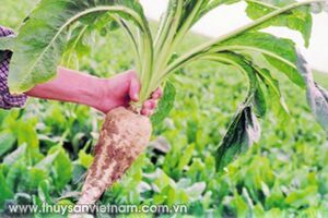 Inulin ngăn chặn dịch bệnh thủy sản