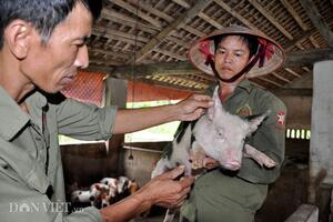 Giá lợn hơi 6.6: Cứu không xuể, dân vẫn "khóc" vì giá lợn