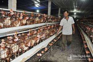 Trứng gia cầm giảm sâu vì thịt lợn?