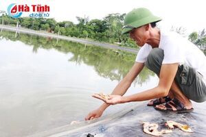 Bệnh đốm trắng hoành hành, hàng trăm héc ta tôm lâm nguy