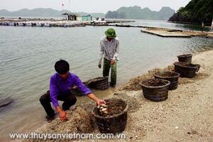 Quảng Ninh: Nhiều giải pháp phát triển thủy sản