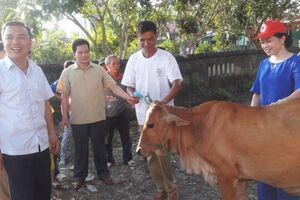 "Ngân hàng bò'' - trao cơ hội thoát nghèo bền vững, vươn lên làm giàu