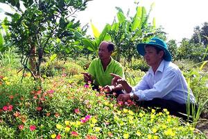 Lạ mà hay: Đỡ độc hại, tốn tiền nhờ trồng hoa mười giờ dưới gốc cam
