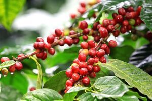 Giá nông sản hôm nay 13.6: Tiêu tăng nhẹ, cà phê gần chạm mốc 44.000 đ/kg