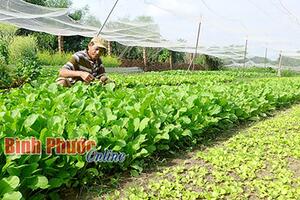 Nghe mà ham: Vỏn vẹn 1.500m2 vườn rau mà mỗi tháng lãi gần 20 triệu