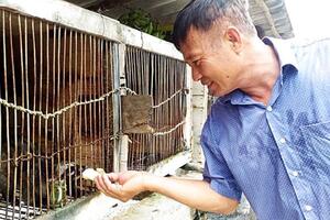 "Phù thủy" nuôi chồn mướp Cà Mau có biệt tài bắt chồn đẻ như... gà