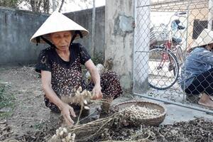 Hà Tĩnh: Lạc mất giá từ 25.000 đ còn 15.000 đ/kg, lại chờ giải cứu