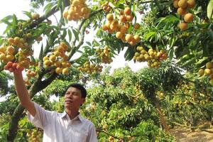 Nông dân giỏi với bí quyết “bắt” vải thiều “đẻ” trên thân