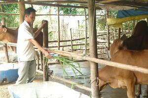 Vay 30 triệu nuôi bò, sau 2 năm đủ trả gốc và còn dôi ra 2 con bê