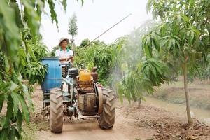 Lão nông chinh phục cây “nắng không ưa, mưa không chịu” thu tiền tỷ
