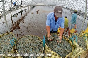 Đồng Tháp: Tập huấn kỹ thuật nuôi tôm càng xanh công nghiệp trong ao