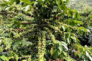 Giá nông sản hôm nay 6.7: Cung thắt chặt, cà phê giữ giá tốt; cao su tăng tới 60%