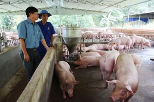 Liên kết nuôi heo tránh được thời 'giải cứu'