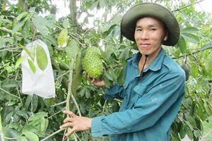 Cho ổi "chung nhà" với mãng cầu xiêm, mỗi năm đút túi hơn 300 triệu