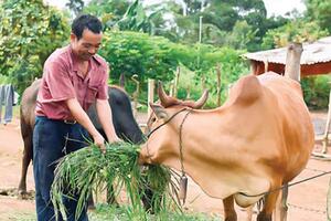 Nâng cao chất lượng bò thịt từ giống