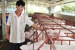 Giá lợn mới nhất 12.7: Thương lái miền Bắc đang mua giá 33.000 đ/kg