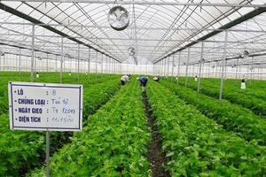 Tía tô xanh trồng trong nhà kính, thu nhập tới 10 tỷ đồng/ha