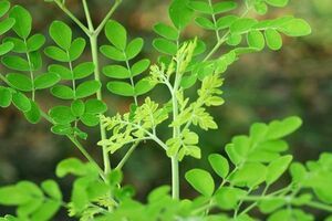 Tất tần tật các bước trồng "thần dược" chùm ngây của mẹ 9x ở Thủ đô
