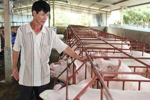 Giá lợn hôm nay 18.7: Giá ảo lên 47.000 đ/kg, lo Trung Quốc đóng biên